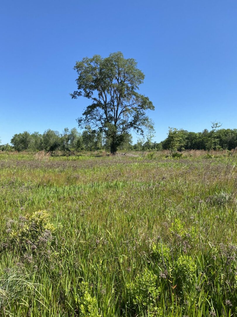 overgrown field